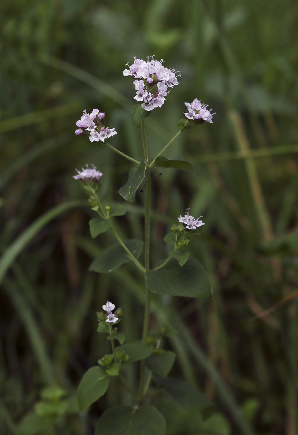 Изображение особи Origanum vulgare.