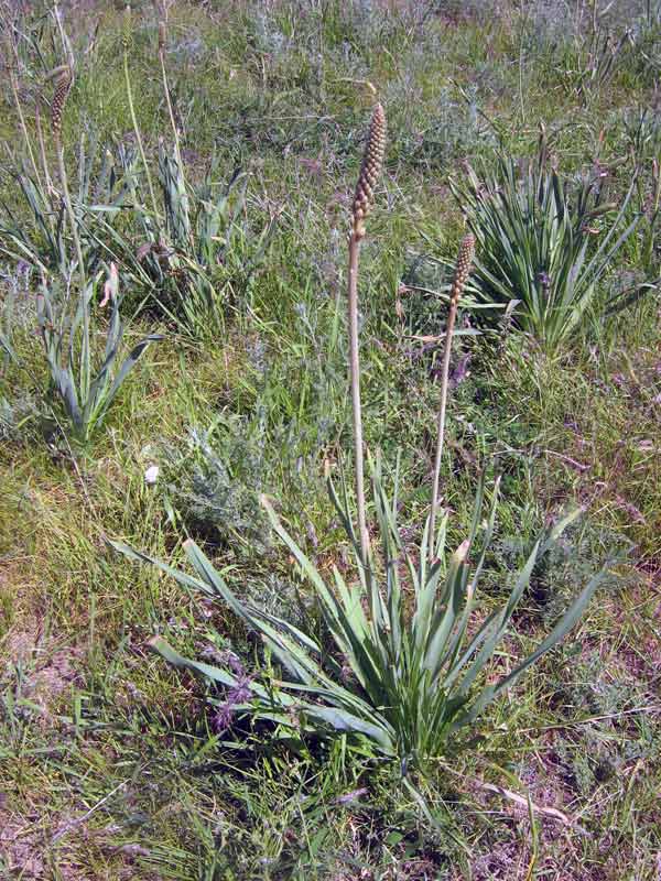 Изображение особи Eremurus altaicus.