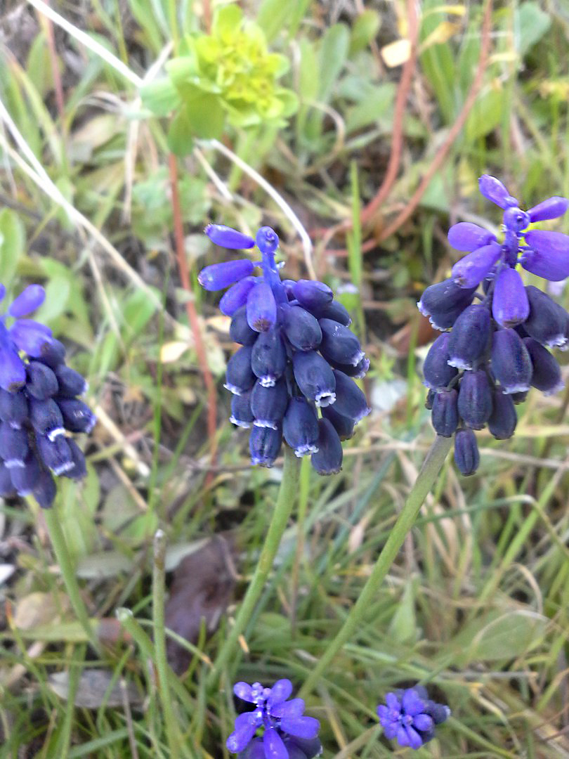 Изображение особи Muscari neglectum.