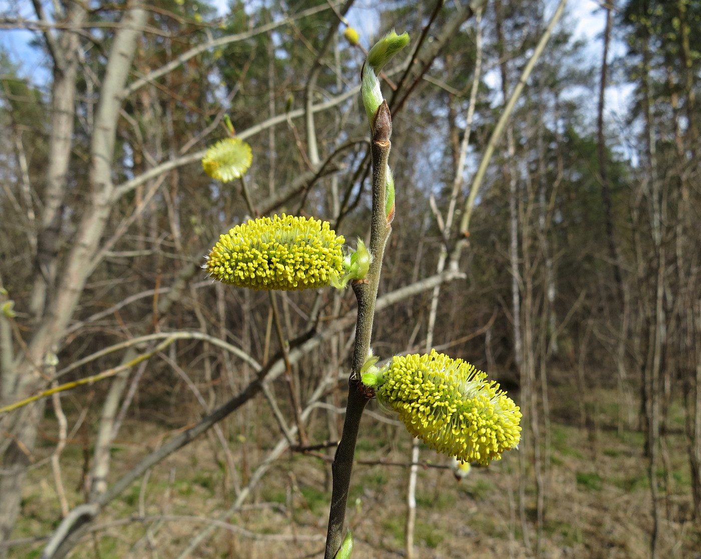 Image of Salix caprea specimen.