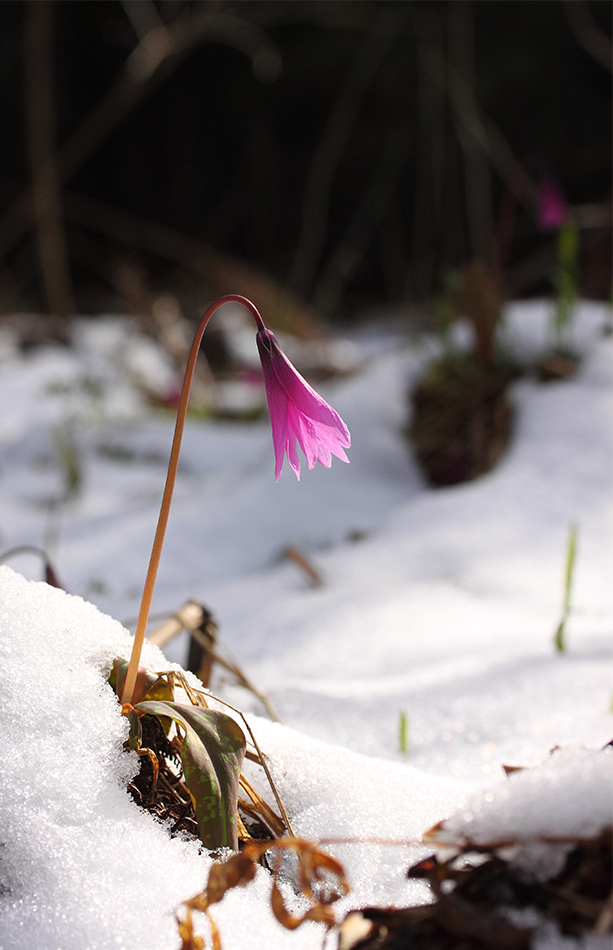Image of Erythronium sibiricum specimen.