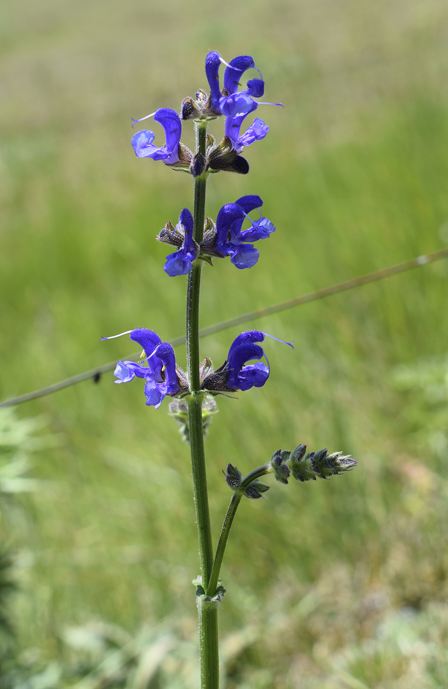 Изображение особи Salvia pratensis.