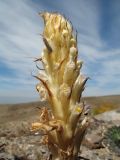 Orobanche kotschyi. Верхушка соцветия с гусеницей бабочки. Южный Казахстан, Сырдарьинский Каратау, горы Улькунбурултау, ≈ 850 м н.у.м., пологий скалистый склон южн. экспозиции. 31 мая 2018 г.