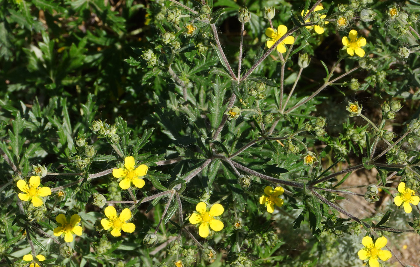 Изображение особи Potentilla canescens.