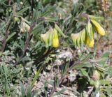 Onosma taurica