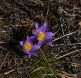 Pulsatilla patens. Цветущее растение. Пермский край, Лысьвенский р-н, долина р. Чусовой, крутой склон камня Кирпичный, смешанный лес. 01.05.2018.