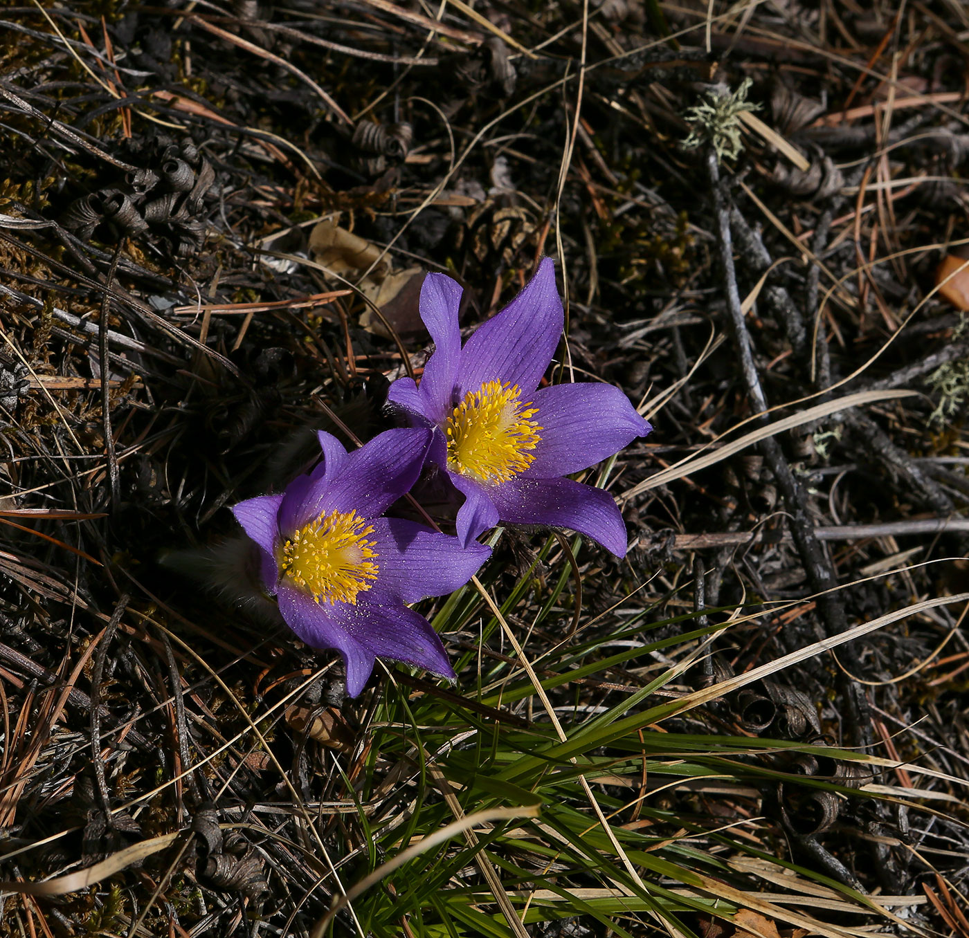 Image of Pulsatilla patens specimen.