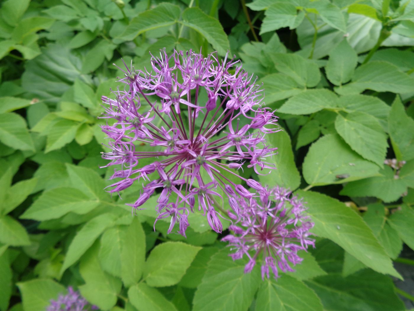 Image of Allium rosenorum specimen.