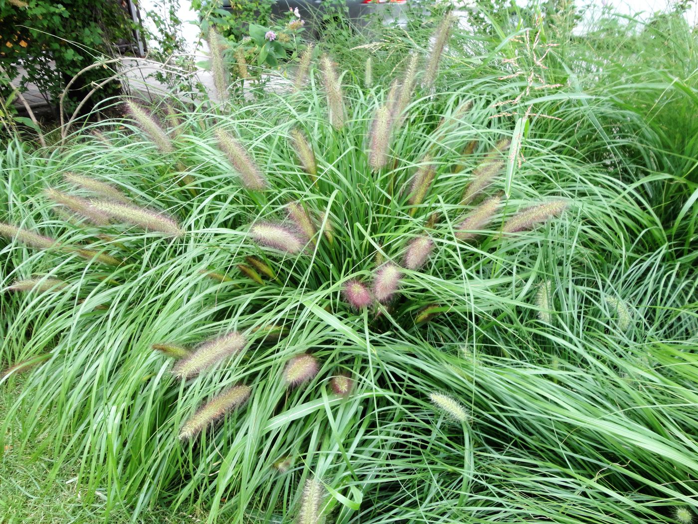 Image of genus Pennisetum specimen.