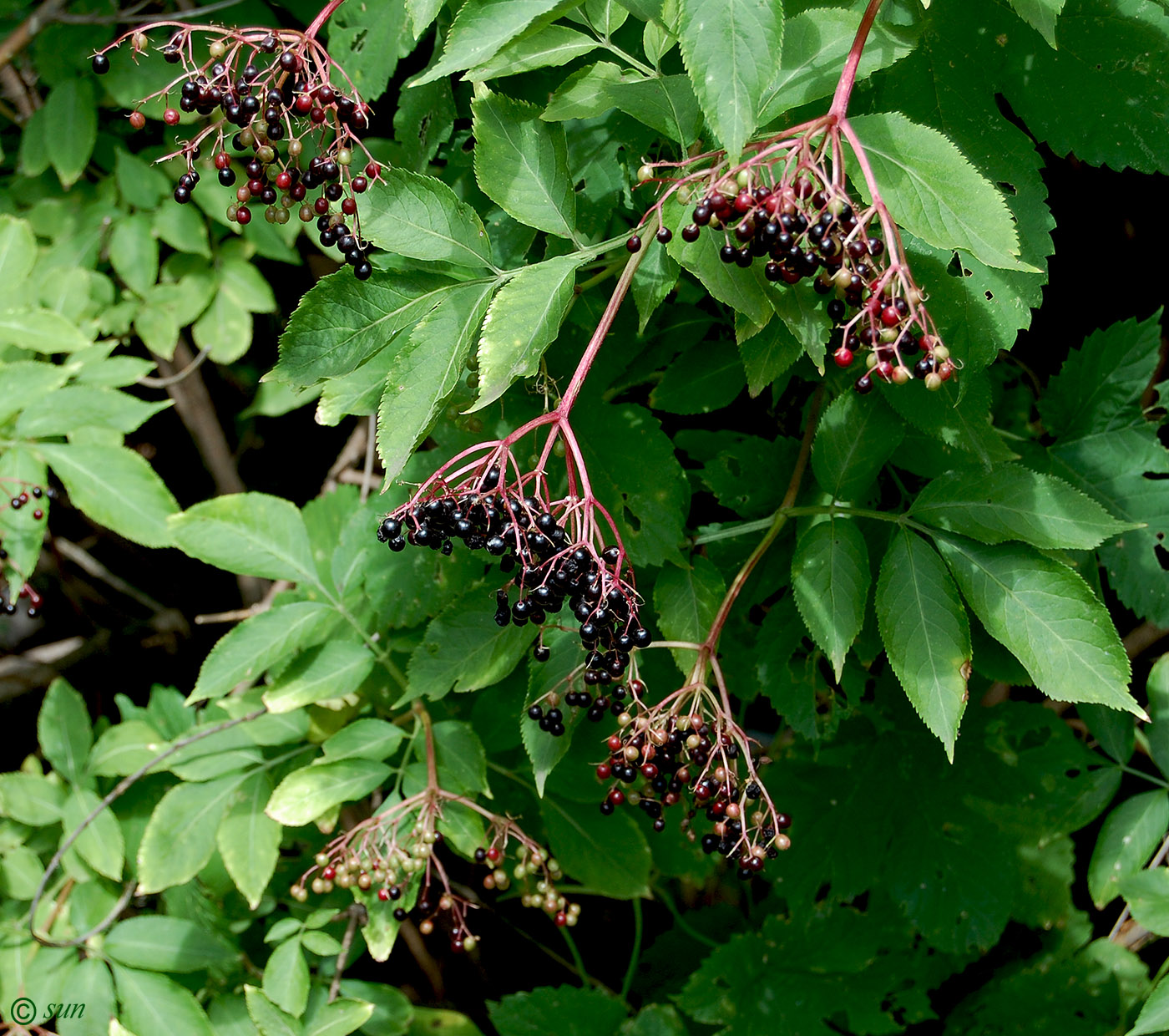 Изображение особи Sambucus nigra.