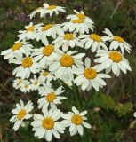 Pyrethrum corymbosum. Общее соцветие. Крым, гора Северная Демерджи, поляна на склоне яйлы. 24.06.2018.