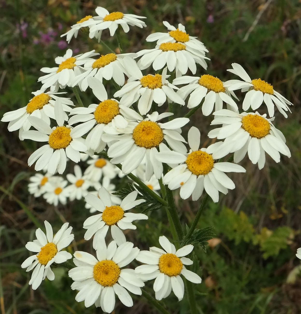 Image of Pyrethrum corymbosum specimen.