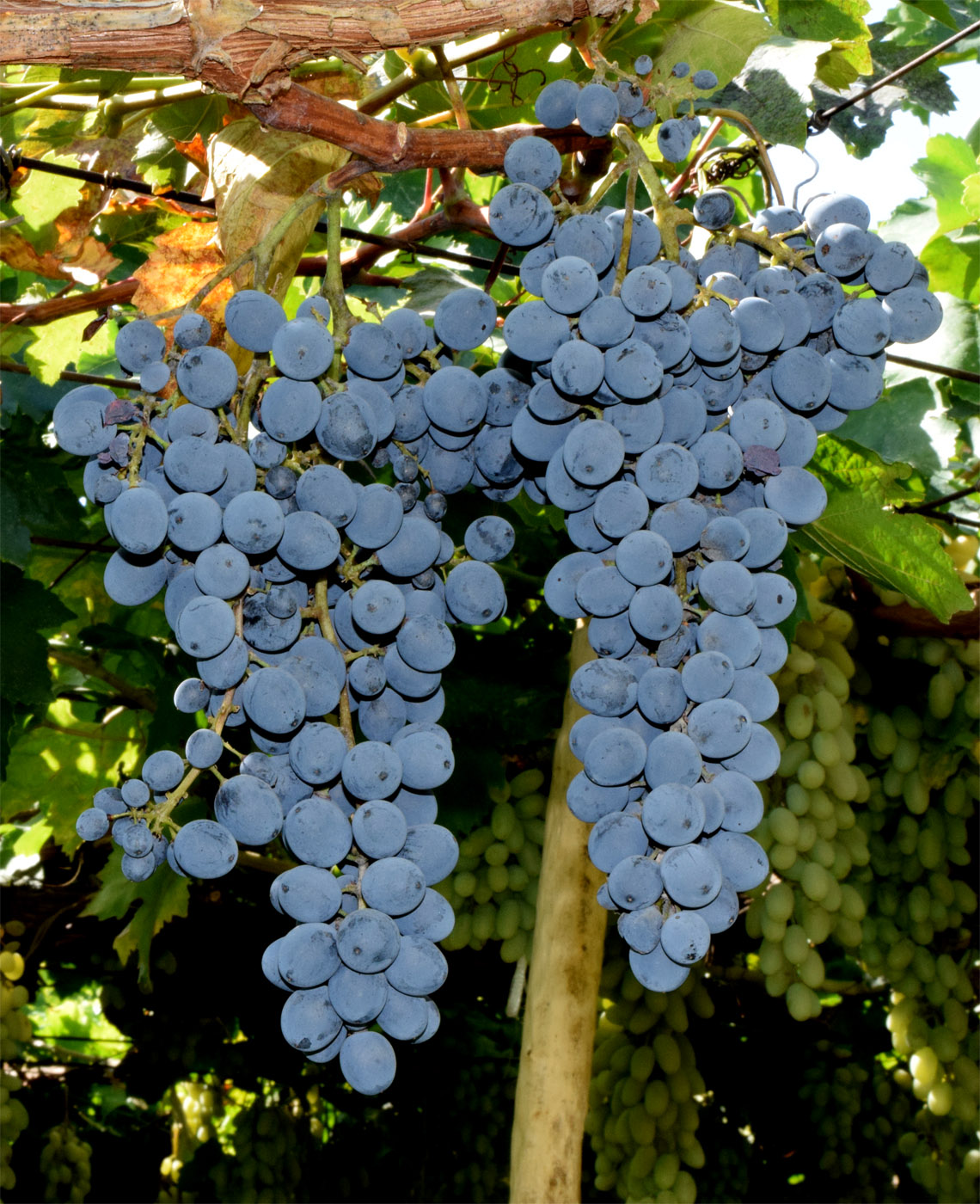 Изображение особи Vitis vinifera.