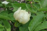 Paeonia macrophylla. Цветок с сидящим усачем-рагий (скорее всего Rhagium fasciculatum) и сегменты листьев. Грузия, Боржоми-Харагаульский национальный парк, маршрут №1; гребень горного отрога, край поляны рядом с Picea orientalis ≈ 1850 м н.у.м. 26.05.2018.