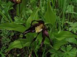 Cypripedium calceolus