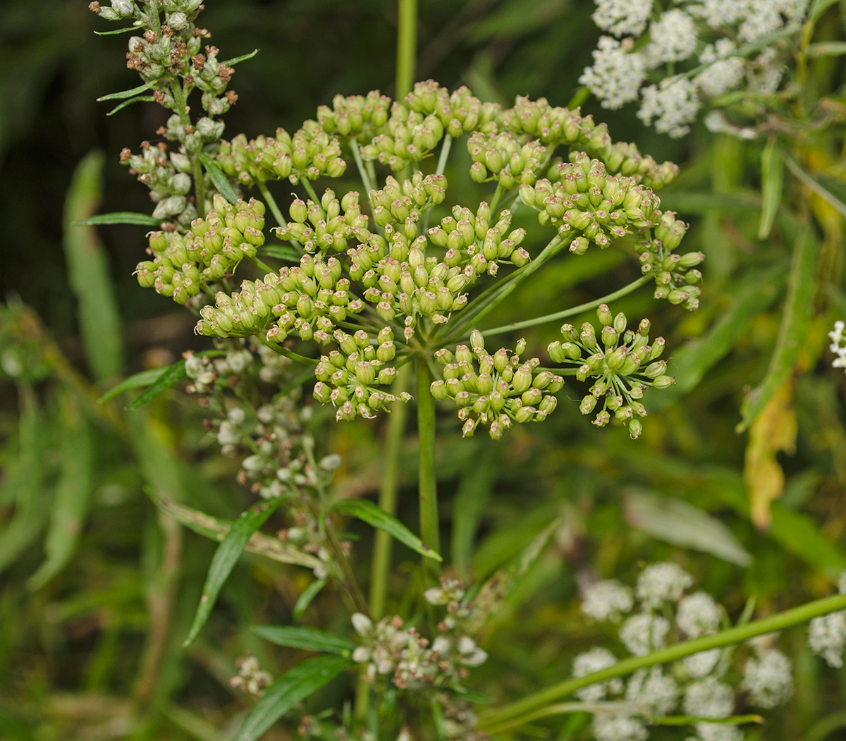 Изображение особи Cenolophium fischeri.