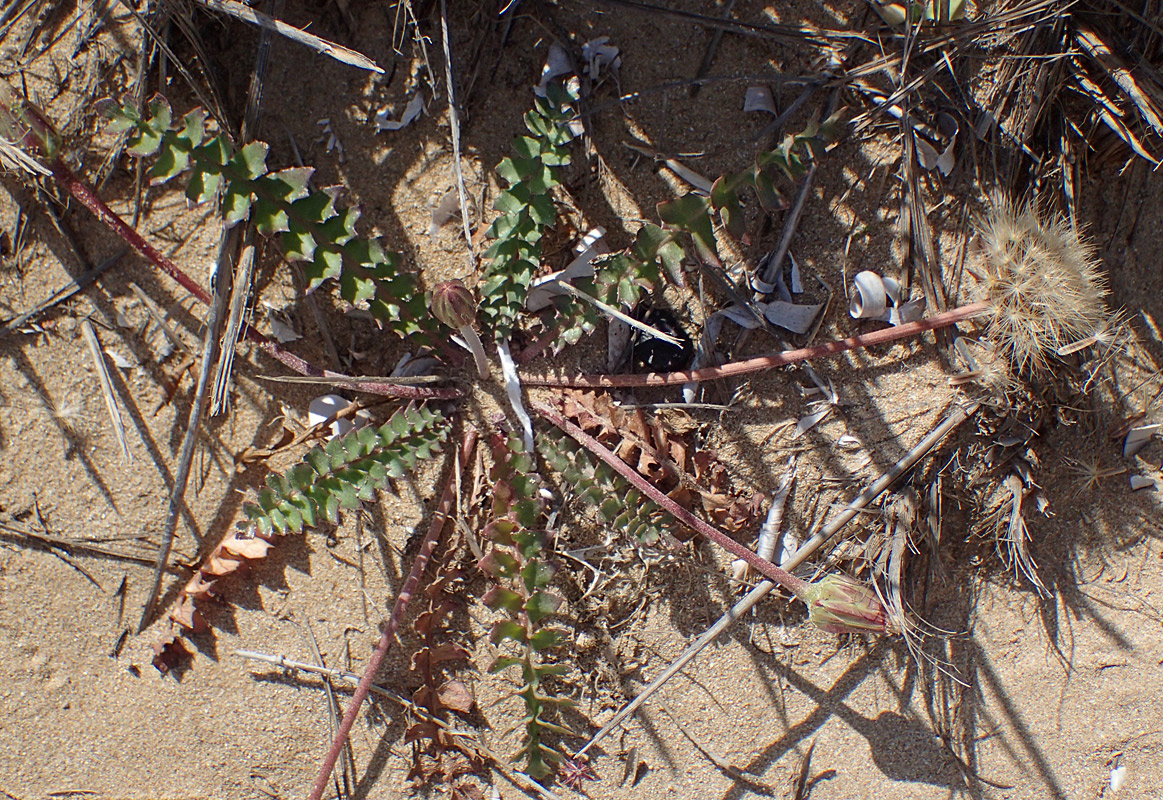 Image of Hyoseris lucida specimen.