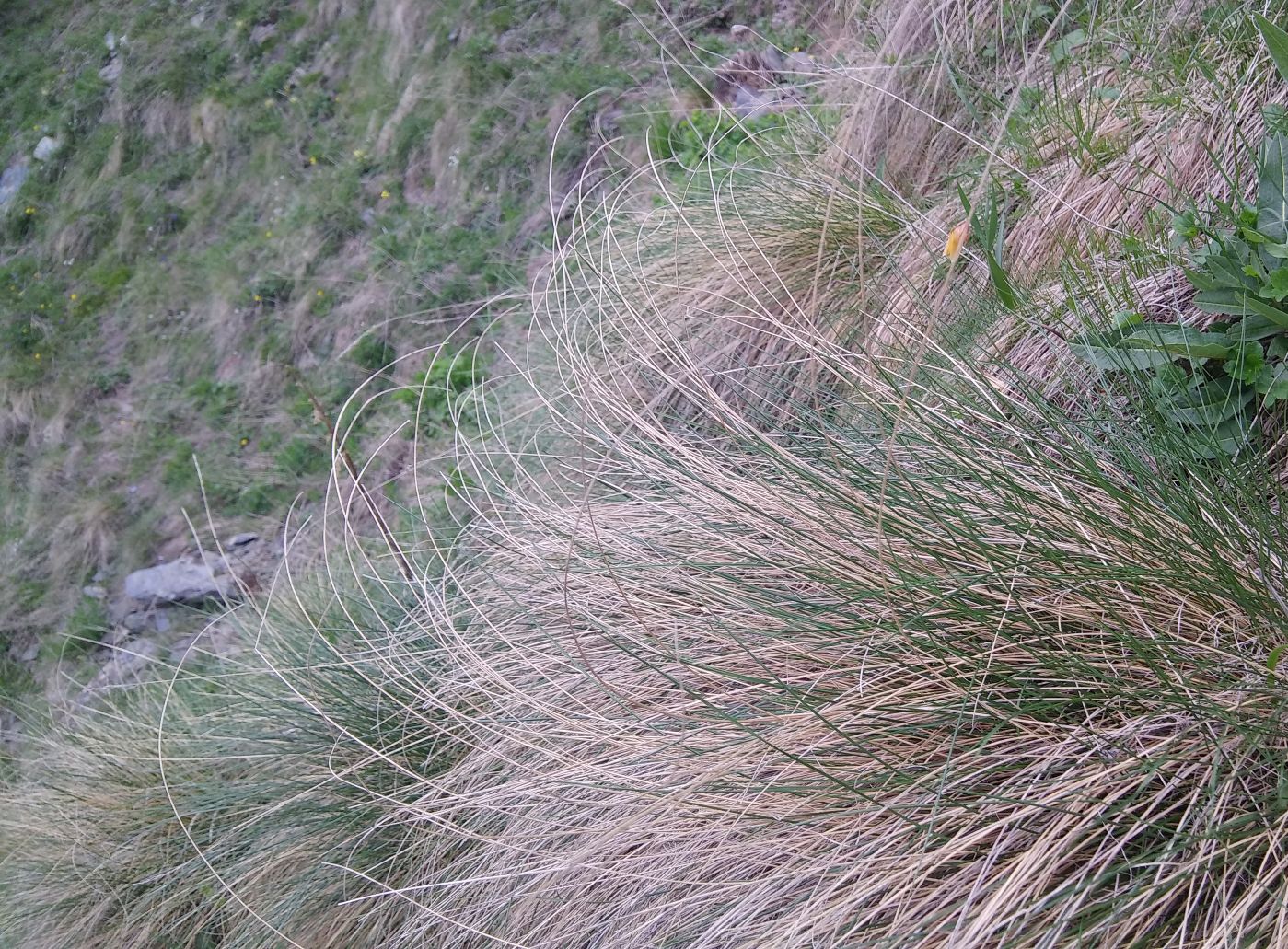 Изображение особи Festuca woronowii.