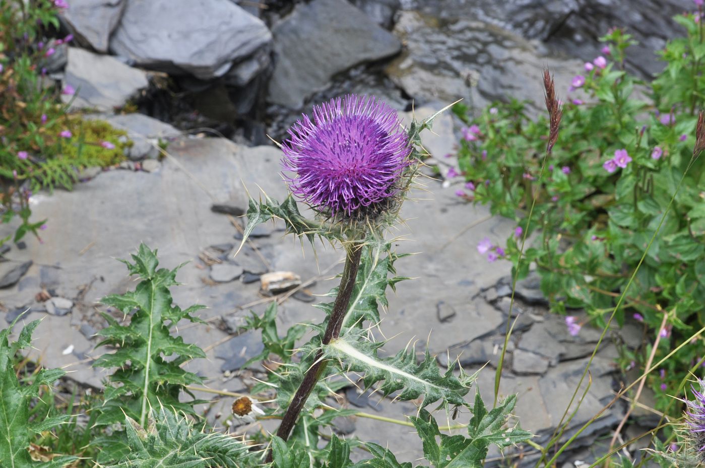 Изображение особи Cirsium pugnax.