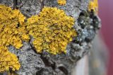 Xanthoria parietina. Таллом с апотециями на стволе плодового дерева. Московская обл., окр. г. Фрязино, дачный пос. Лесовод, на обочине дороги. 21 октября 2018 г.