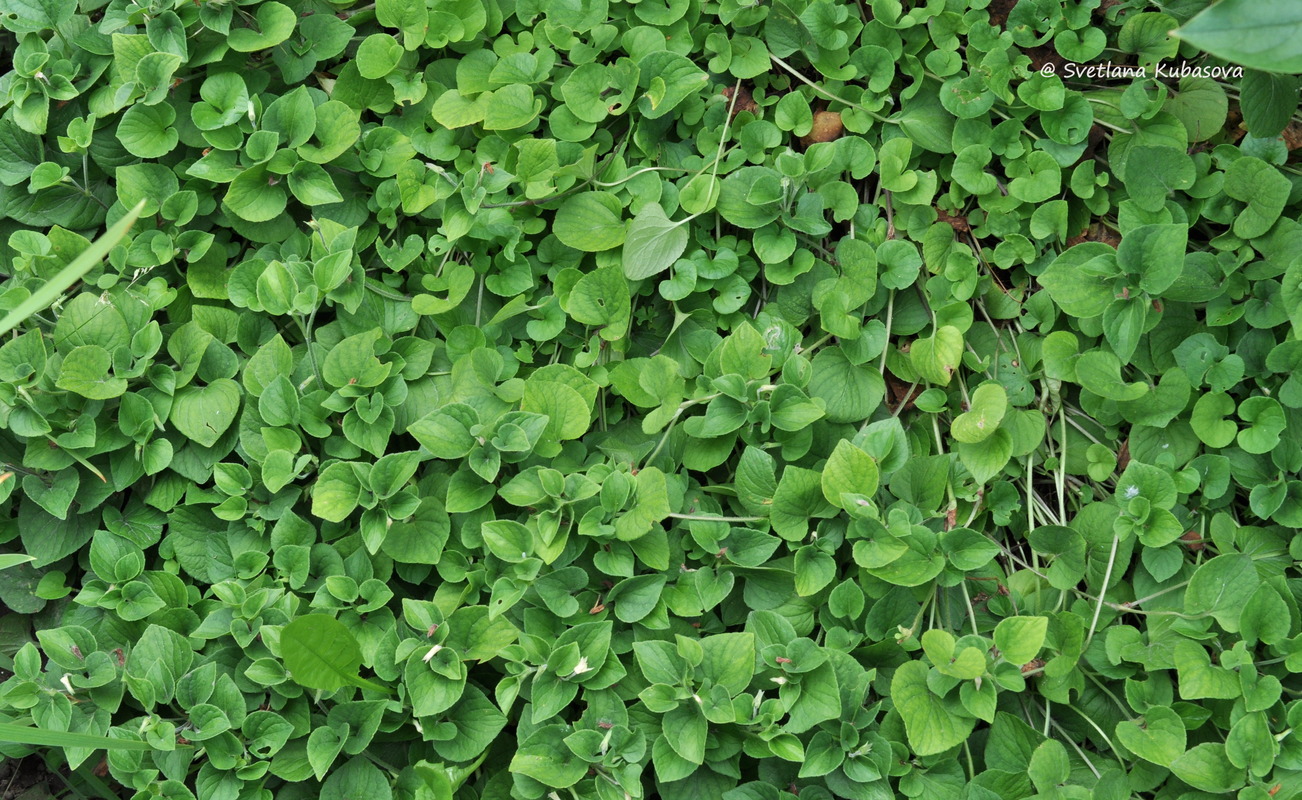 Image of genus Viola specimen.