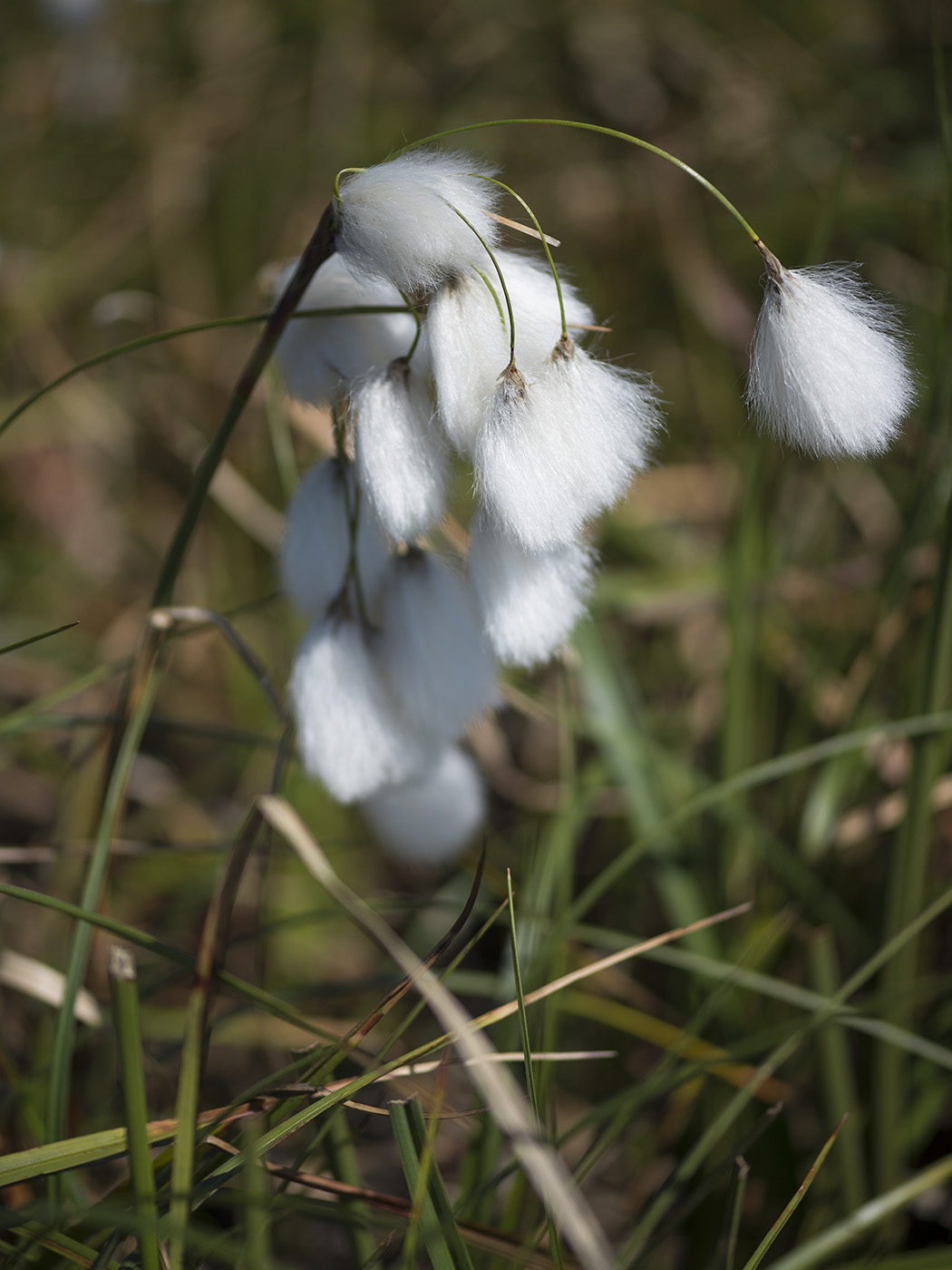 Image of Eriophorum angustifolium specimen.