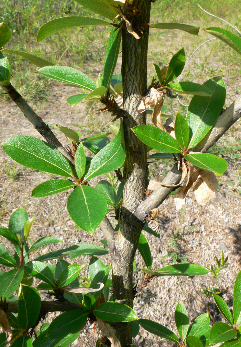 Image of Populus suaveolens specimen.