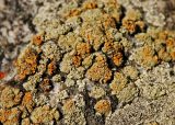 genus Rhizoplaca. Талломы с апотециями. Алтай, плоскогорье Укок, долина р. Ак-Алаха, ≈ 2200 м н.у.м., горная степь. 24.07.2010.