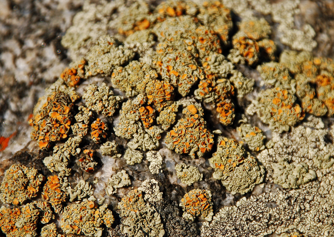 Image of genus Rhizoplaca specimen.