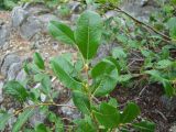 Salix arctica