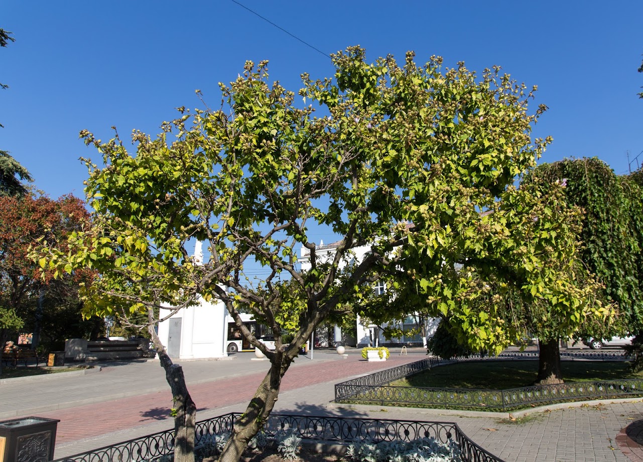 Image of Hibiscus syriacus specimen.