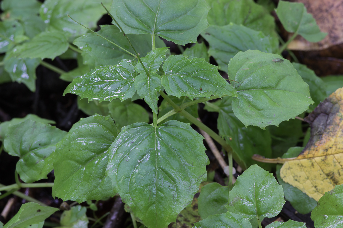 Image of Circaea alpina specimen.