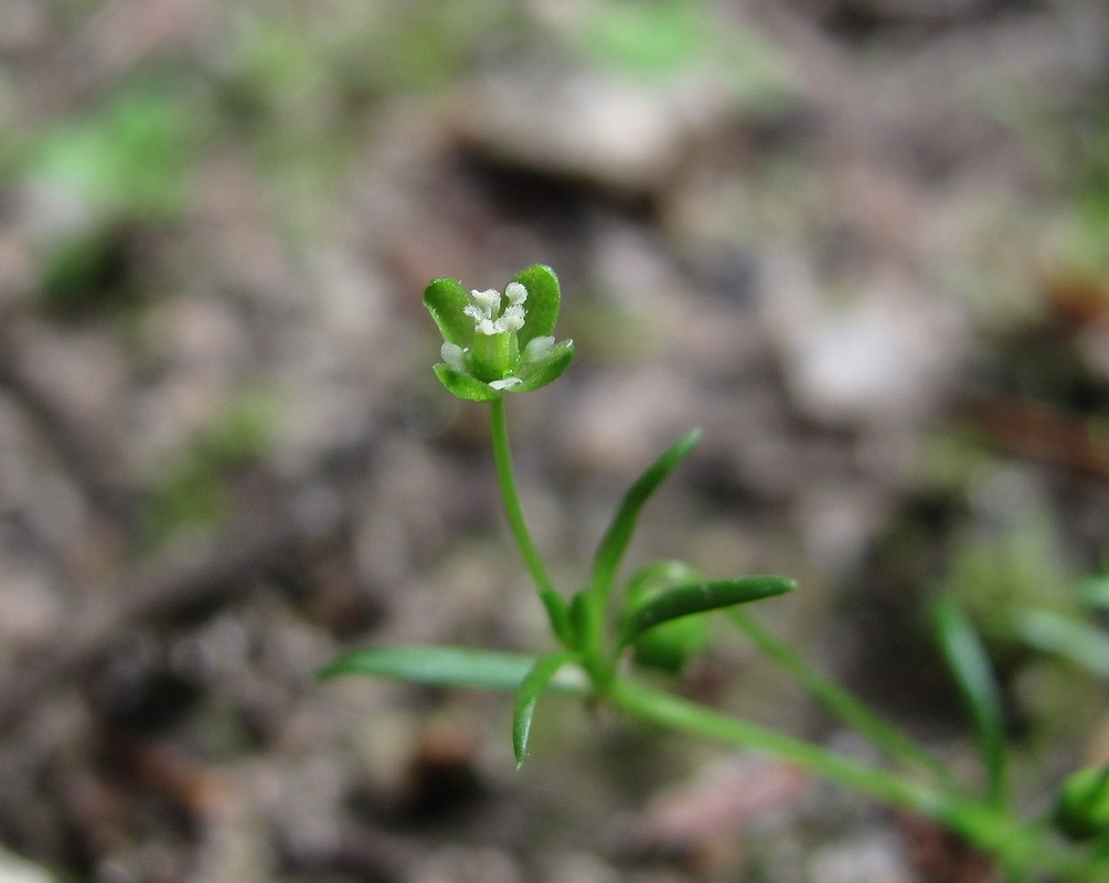 Image of Sagina procumbens specimen.