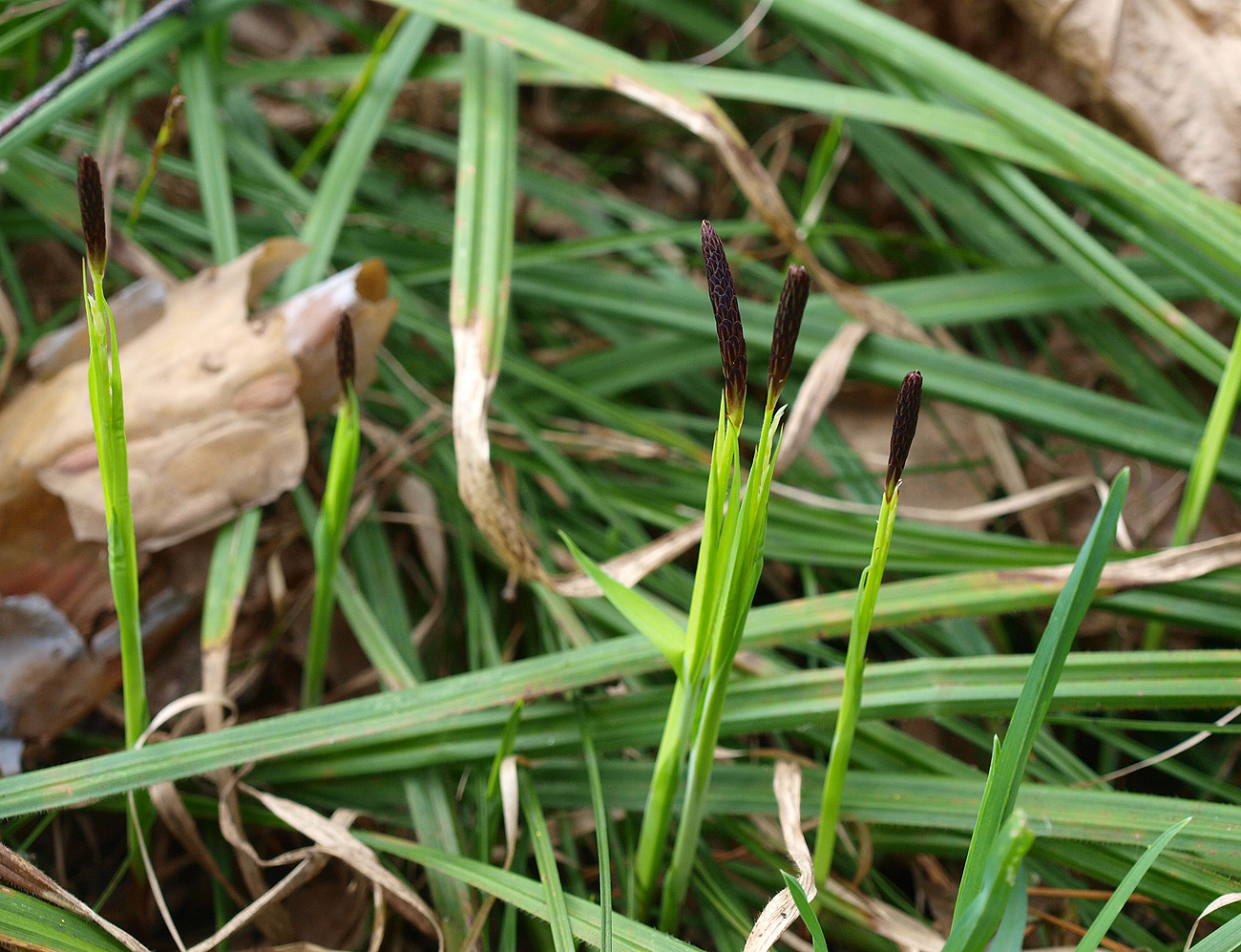 Изображение особи Carex pilosa.