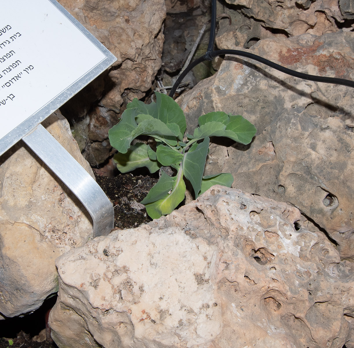 Image of Brassica cretica specimen.