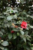 Camellia japonica. Верхушка растения с цветками и бутонами (махровый культивар). Черноморское побережье Кавказа, г. Сочи, Дендрарий, в культуре. 05.04.2013.