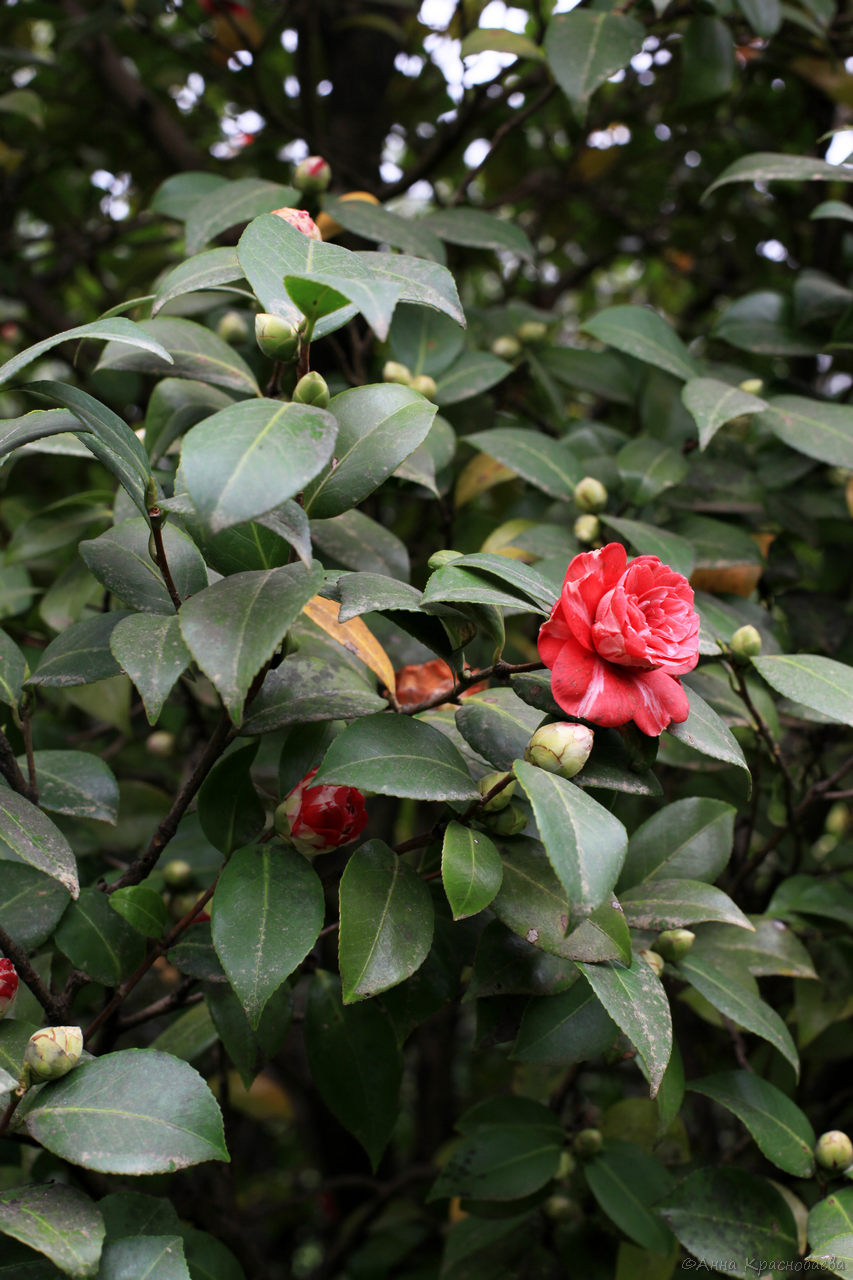 Image of Camellia japonica specimen.