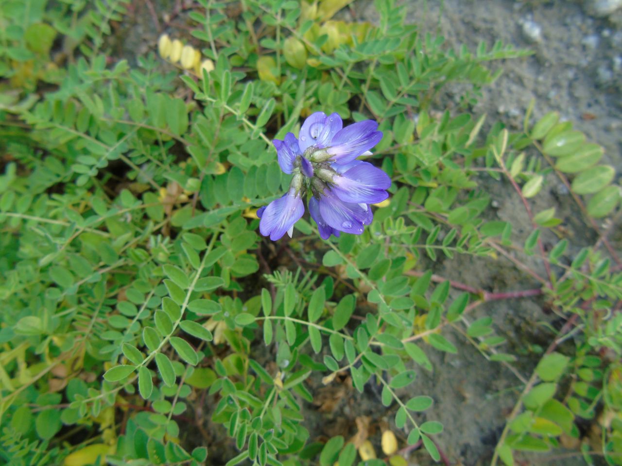 Image of Astragalus subpolaris specimen.