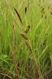 Carex nigra