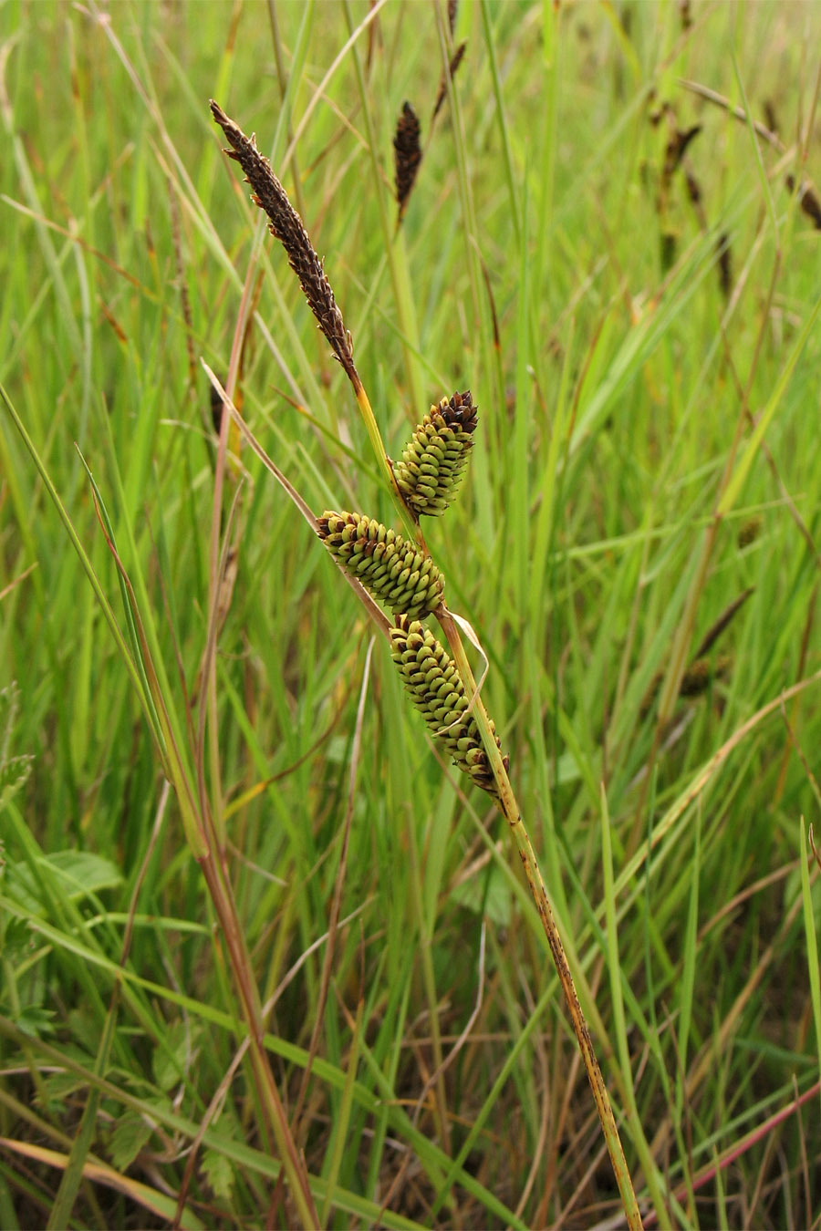 Изображение особи Carex nigra.