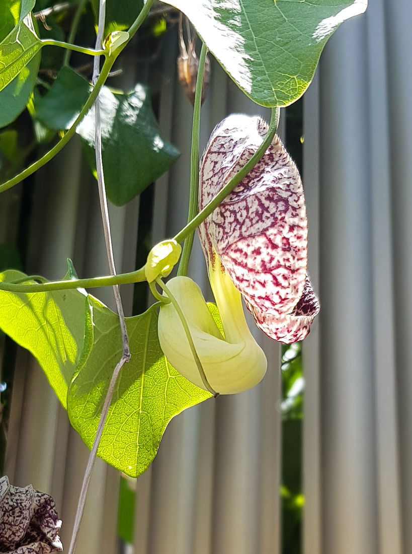 Изображение особи Aristolochia littoralis.