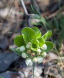 familia Rosaceae