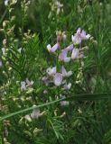 Astragalus versicolor