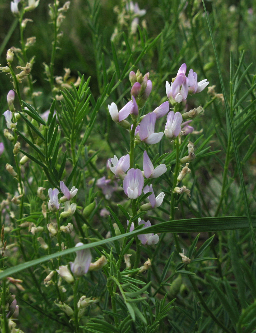 Изображение особи Astragalus versicolor.