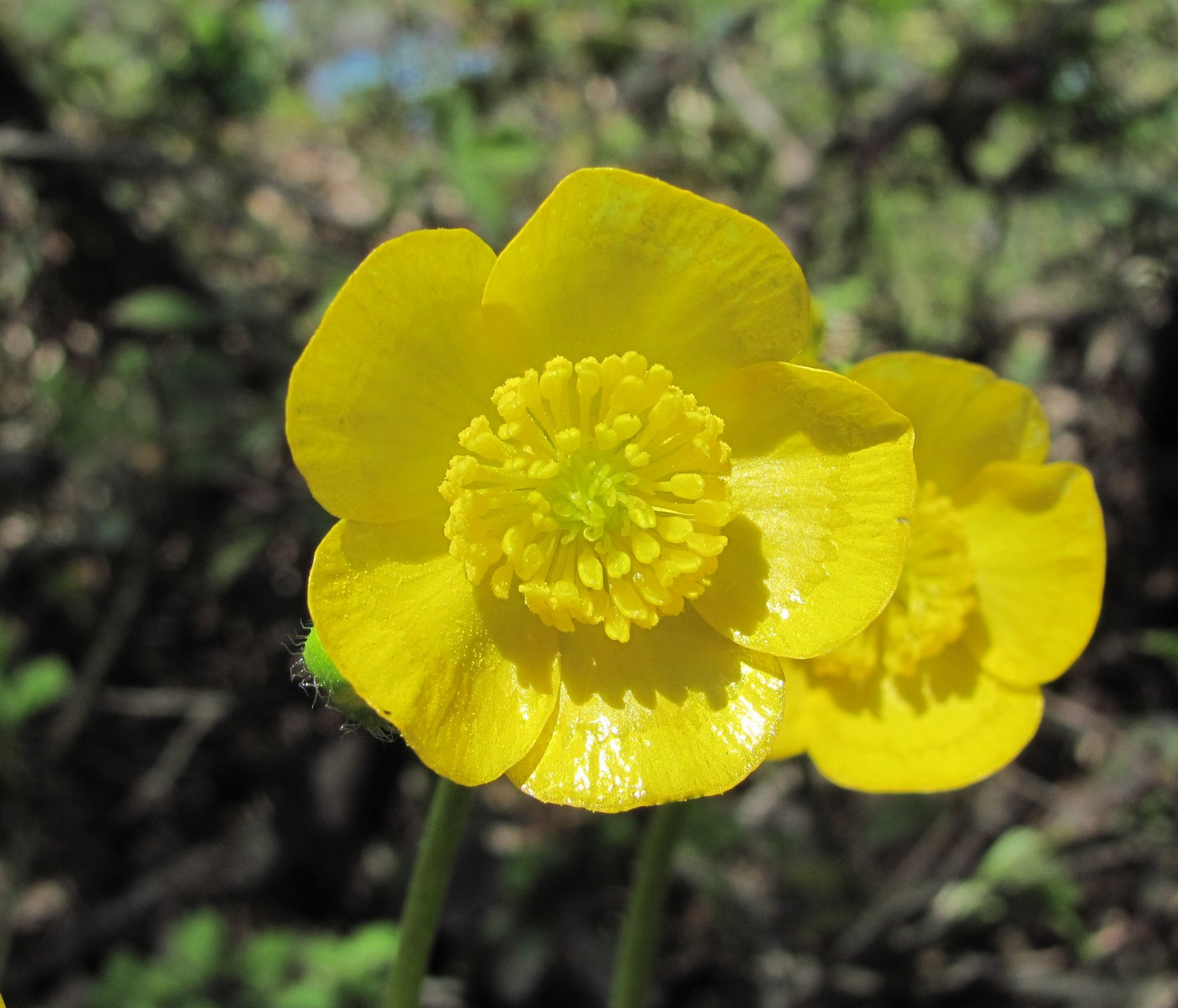 Изображение особи Ranunculus villosus.