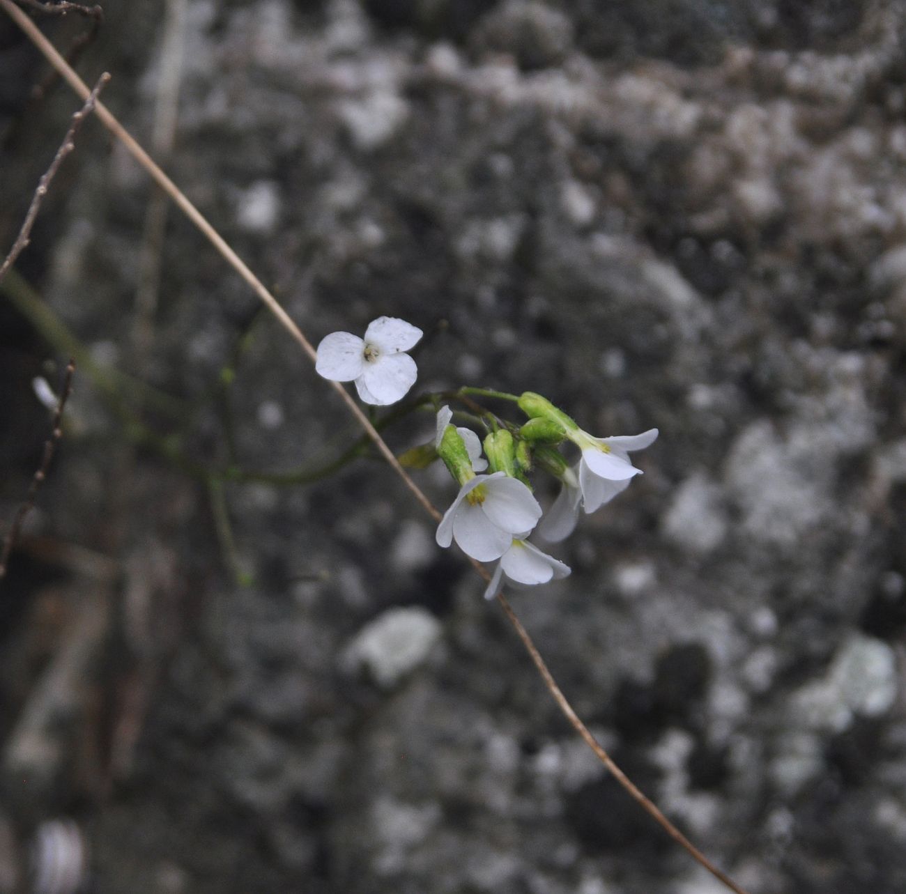 Image of Arabis caucasica specimen.