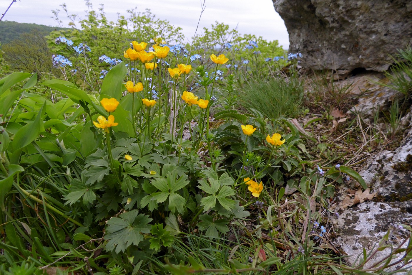 Изображение особи Ranunculus oreophilus.