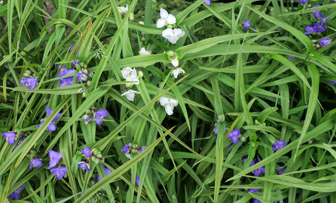 Изображение особи Tradescantia virginiana.