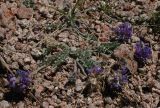 genus Oxytropis