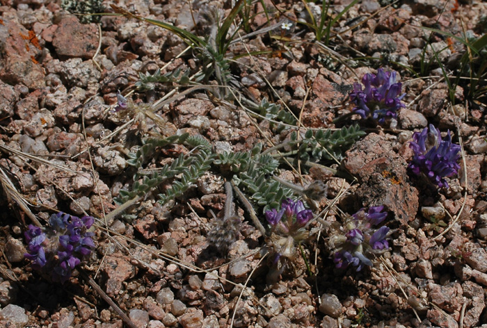 Изображение особи род Oxytropis.